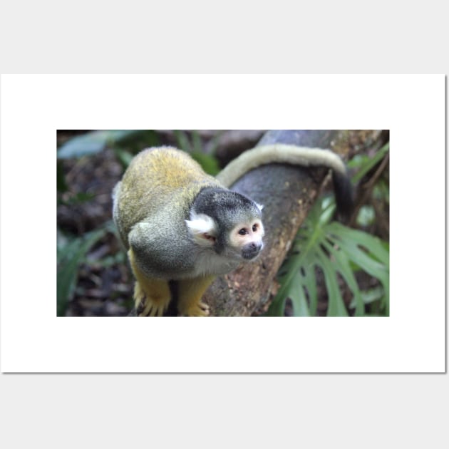 Spider Monkey Wall Art by LeanneAllen